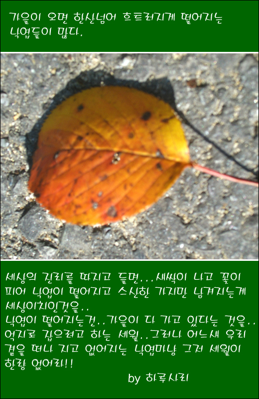 세월따라 지는 낙엽