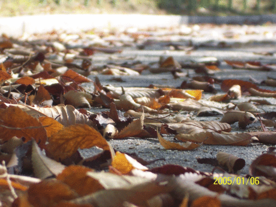 스산함속에 쓸쓸함이~~