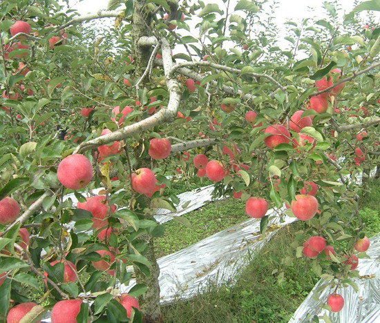 껍질째 먹는 사과래요