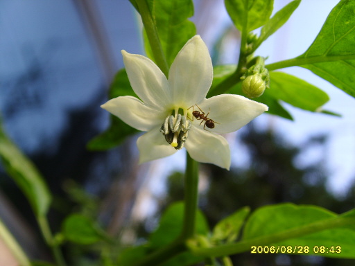 고추꽃의 소박(素朴)함