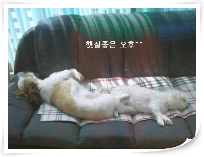 우리강쥐들낮잠