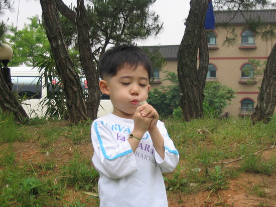 풋풋한 민들레 꽃씨를 날리며