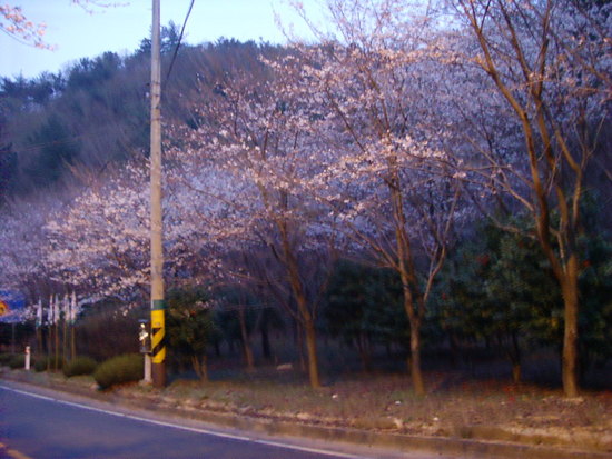 벗꽃을 보니 봄이군요.