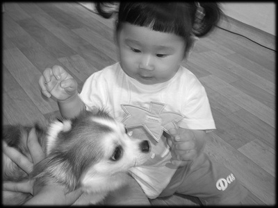 강아지 괴롭히기