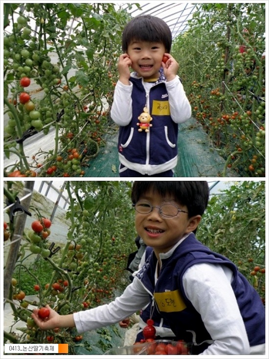 토마토와 딸기따기 체험