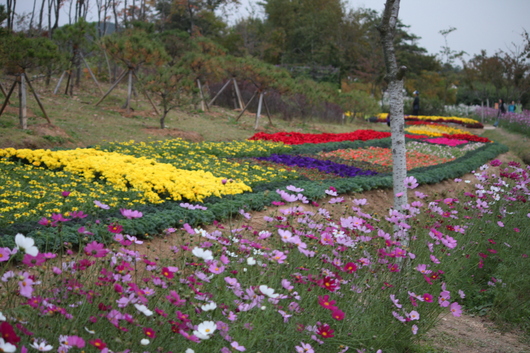 인천 매립지국화축제다녀왔어요.