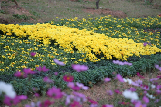 인천 매립지국화축제다녀왔어요.