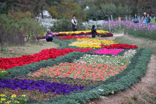 인천 매립지국화축제다녀왔어요.