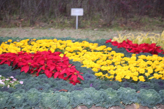 인천 매립지국화축제다녀왔어요.