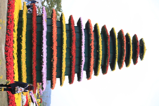인천 매립지국화축제다녀왔어요.