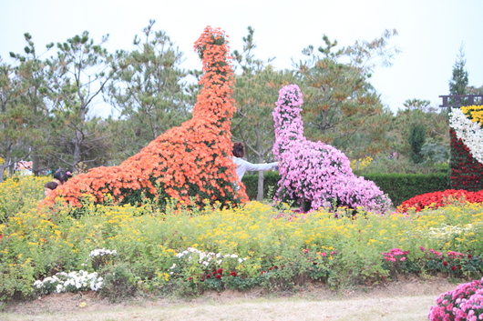 인천 매립지국화축제다녀왔어요.