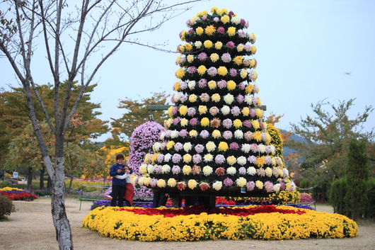 인천 매립지국화축제다녀왔어요.