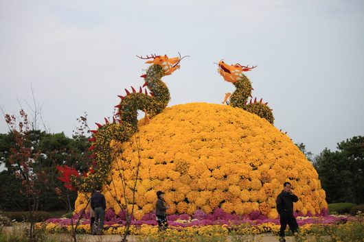 인천 매립지국화축제다녀왔어요.