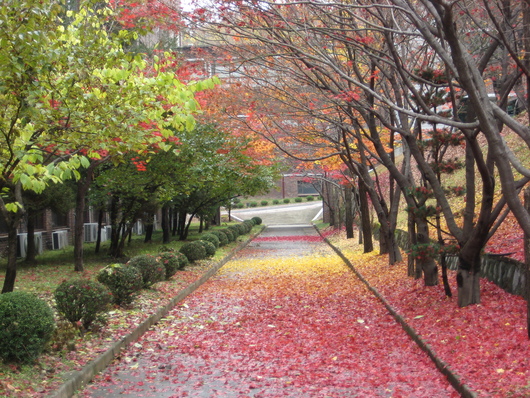 대학교 교정