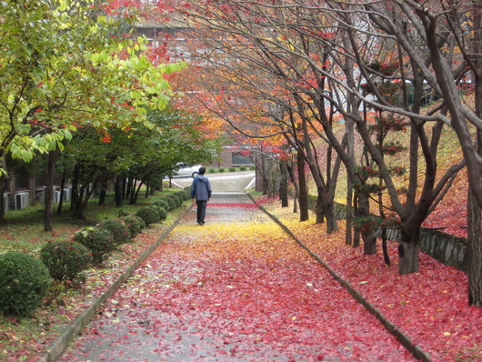 대학교 교정