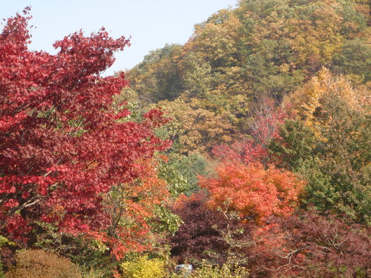 색이 아름다워진..아침고요수목원~