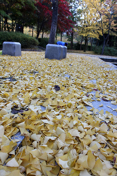 특별한 은행잎 몇 장 ~