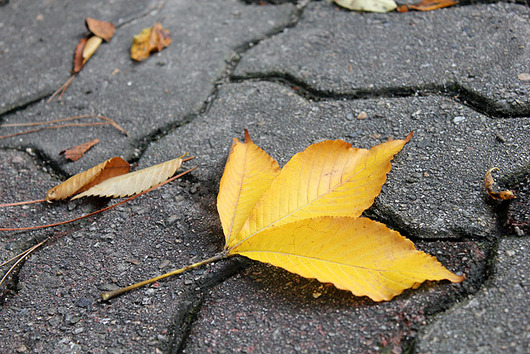 특별한 은행잎 몇 장 ~