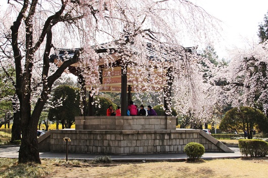 국립현충원 벚꽃(동작동)