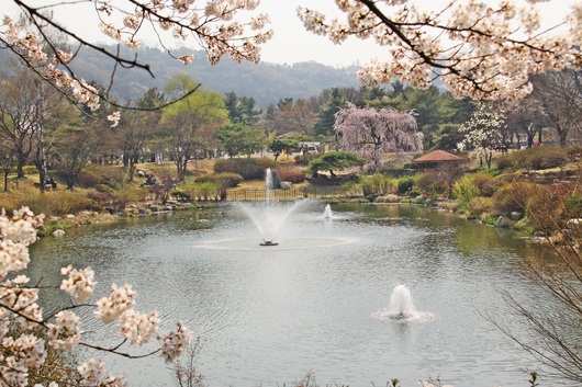 국립현충원 벚꽃(동작동)