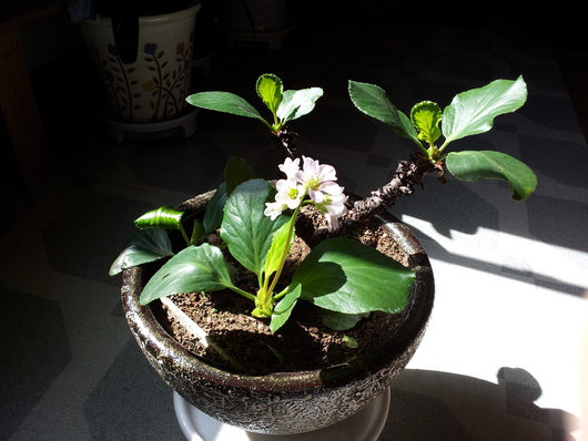 우리집 화분에 봄이 왔어요.