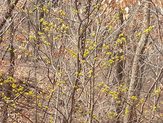 둘레길에서 만난 산수유