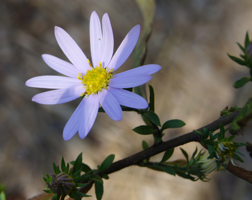 아직 올해 벗꽃은 개화를 하지 않았기에....... ^^
