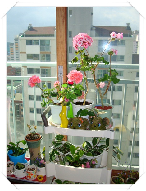 우리집 제라늄들