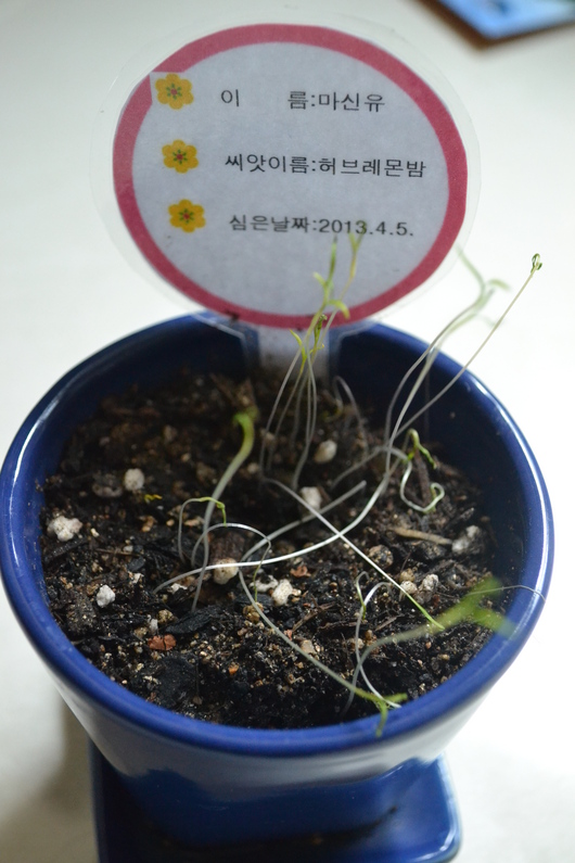 딸아이가 처음 심은 씨앗이 싹 텄어요