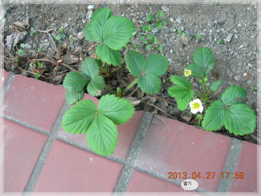 13년4월27일 만난 울동네의 초록잎과 어울어진 꽃들