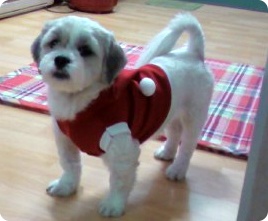사이좋은 개와 고양이 ^^