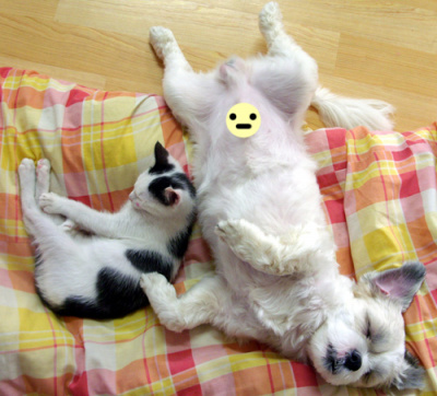 사이좋은 개와 고양이 ^^