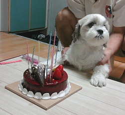 사이좋은 개와 고양이 ^^