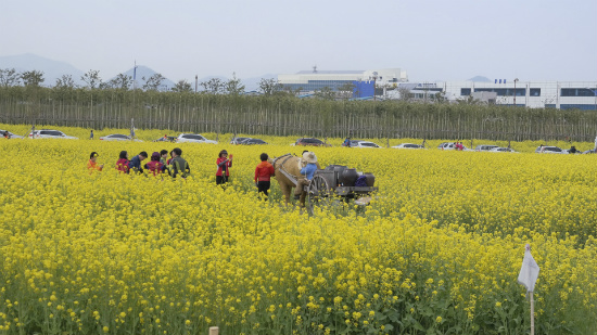 부산 유채꽃축제