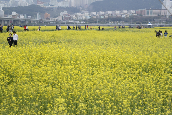 부산 유채꽃축제