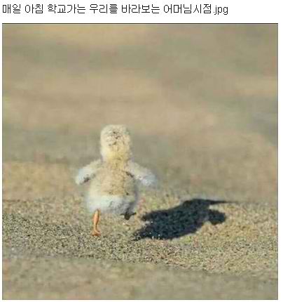 매일 아침 등교하는 우리 뒷모습을 바라보는 엄마의 시점