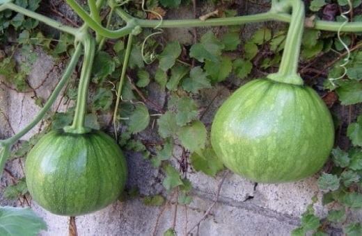 된장찌게 끓이는 법