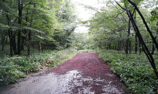 제주행군기 (사진모음)