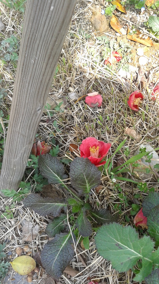 동백꽃과매화