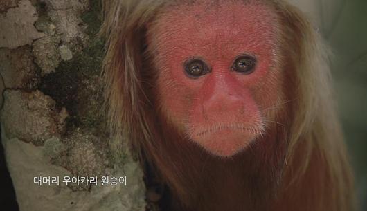 볼만한 영화 리얼 서바이벌 아마조니아