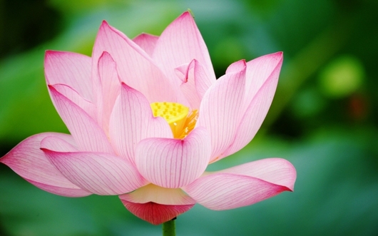 어떤 꽃을 가장 좋아하세요?