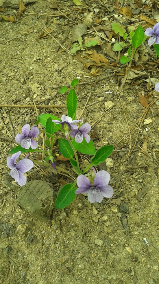 제비꽃