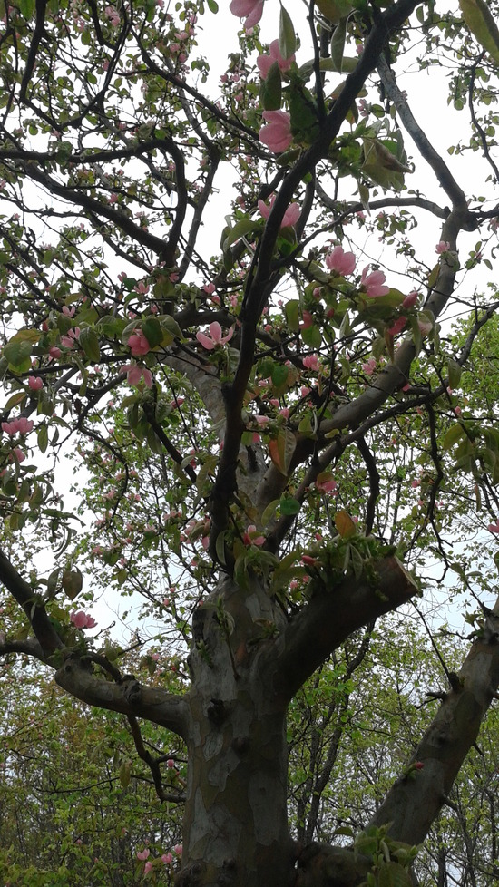 분홍색의 꽃나무