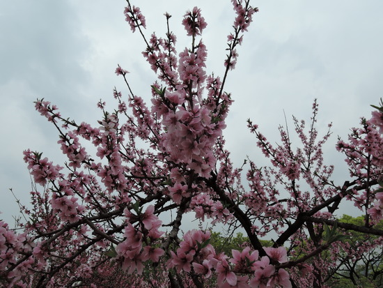 분홍색의 꽃나무