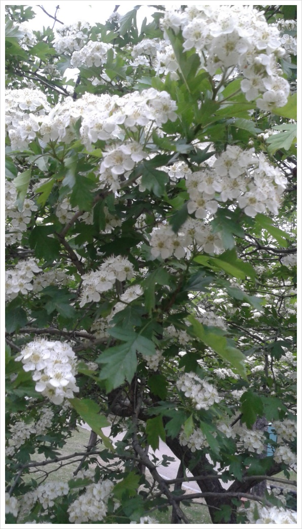 산사춘의 열매가 되는 산사나무꽃이