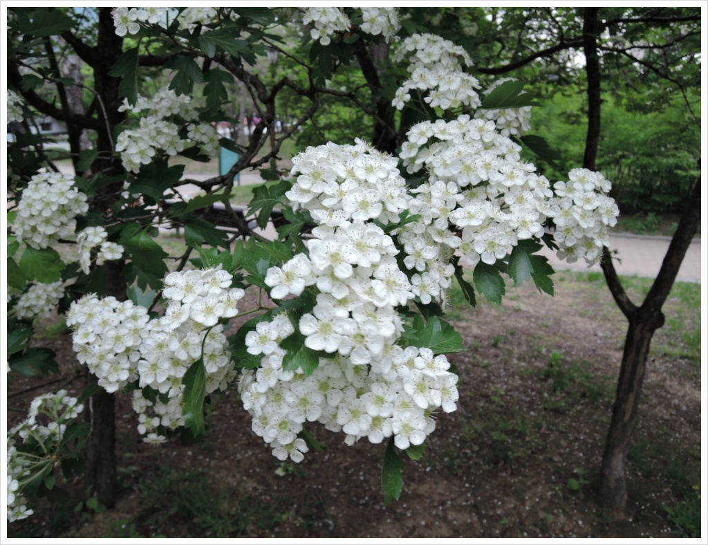 산사춘의 열매가 되는 산사나무꽃이