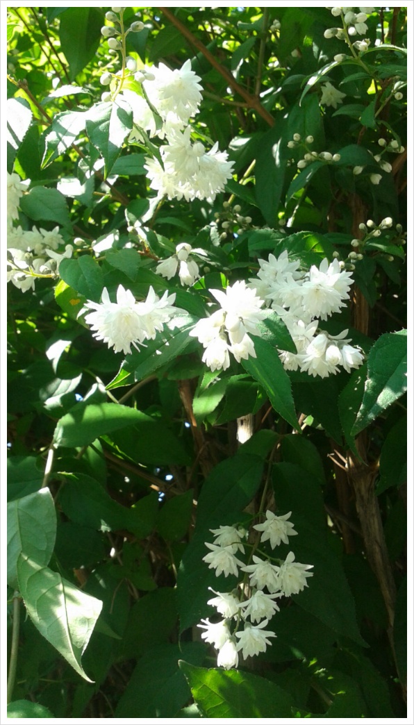 2016년5월17일 흰색의 꽃들 만첩빈도리