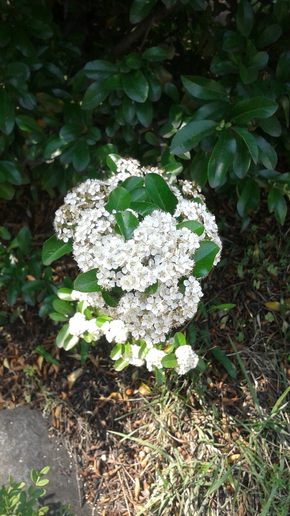 2016년5월17일 흰색의 꽃들 만첩빈도리