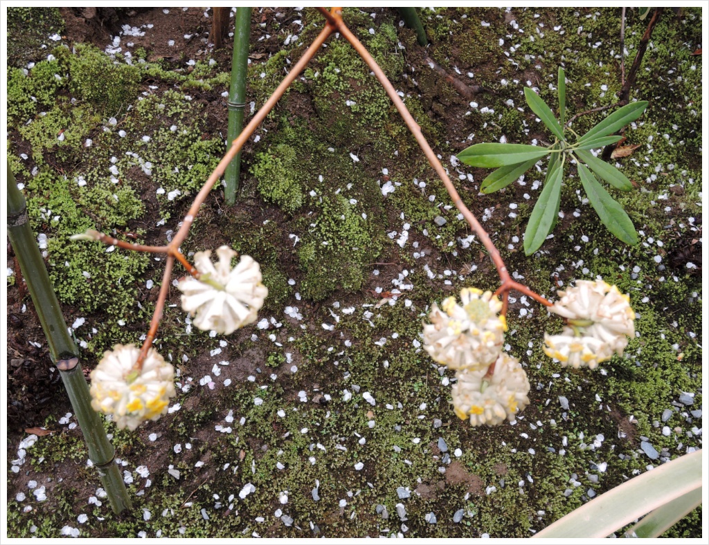 덴류지 소겐치 정원의 이꽃이름은 무엇일까