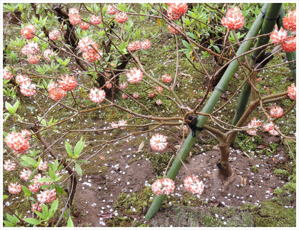 덴류지 소겐치 정원의 이꽃이름은 무엇일까